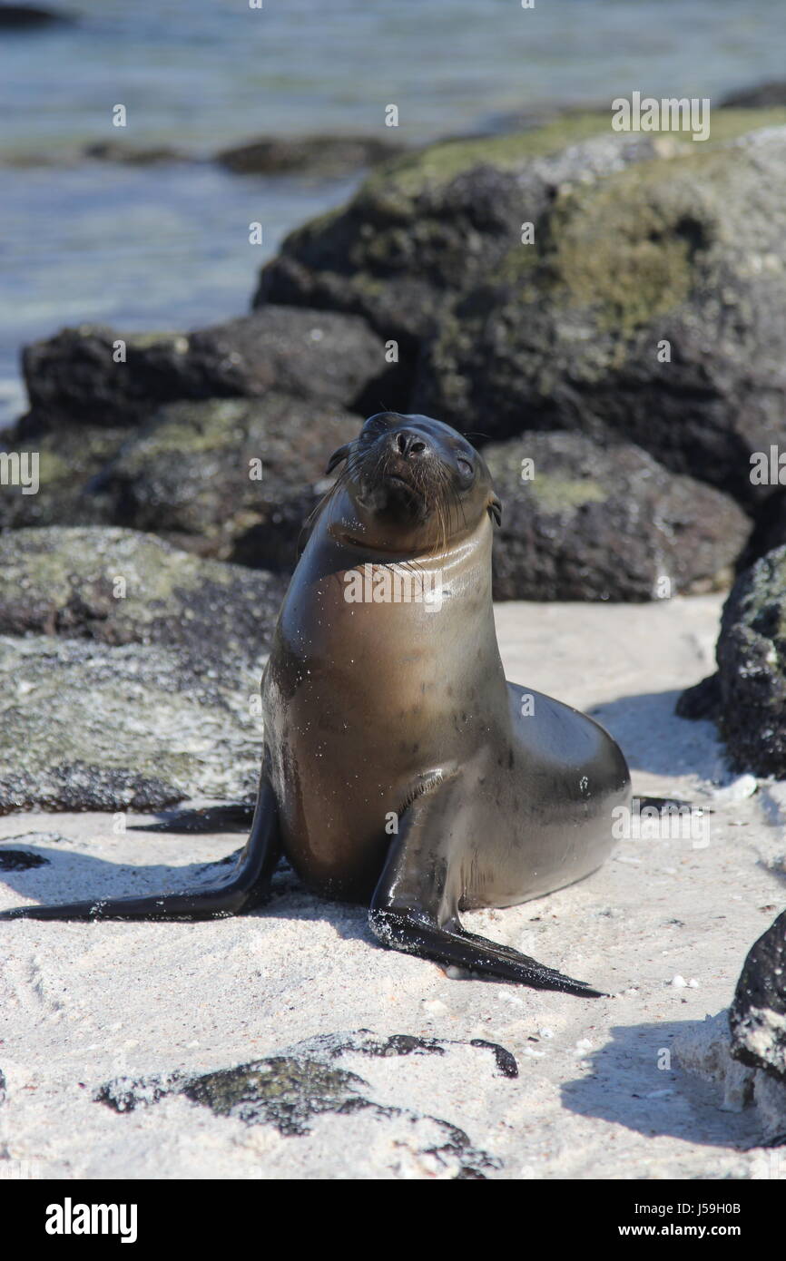 Sea Lion on the Beach Stock Photo - Alamy