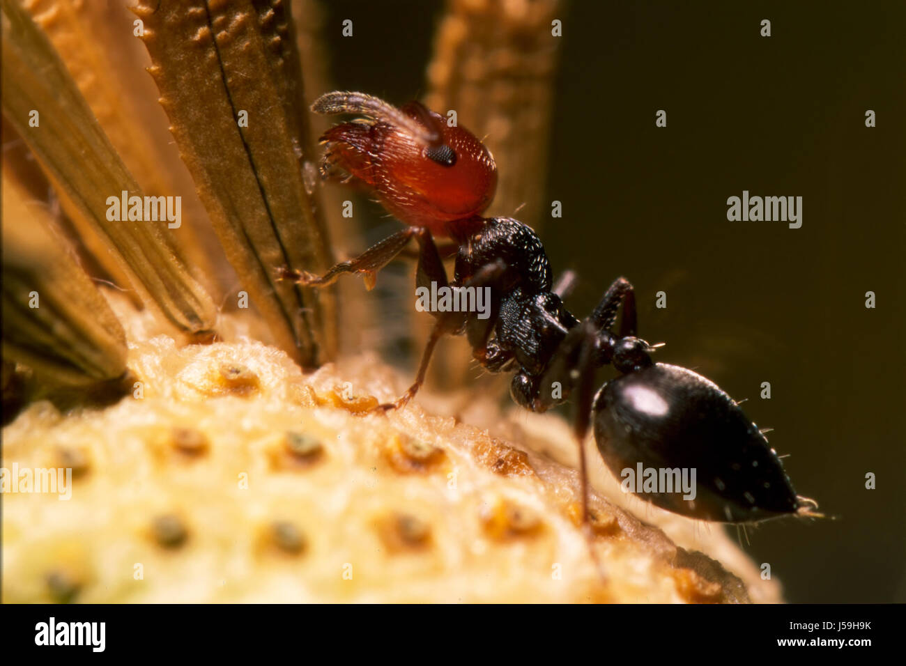 heart gaster ant Stock Photo - Alamy