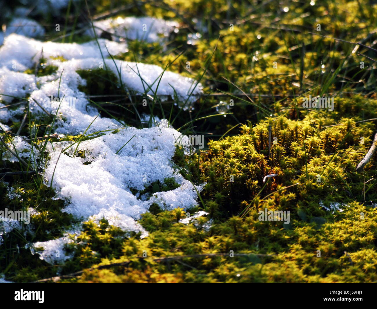fight,fighting,winter,green,spring,snow,success,victory,win,plant,weiss Stock Photo
