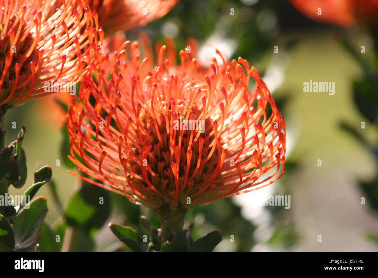 south africa,filigree,red,protea,zuckerbusch,kapregion Stock Photo