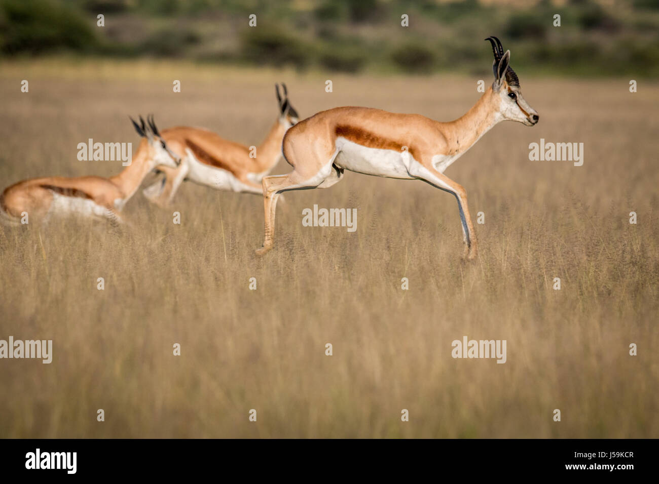 Springboks pronking in the Central Kalahari Game Reserve, Botswana. Stock Photo