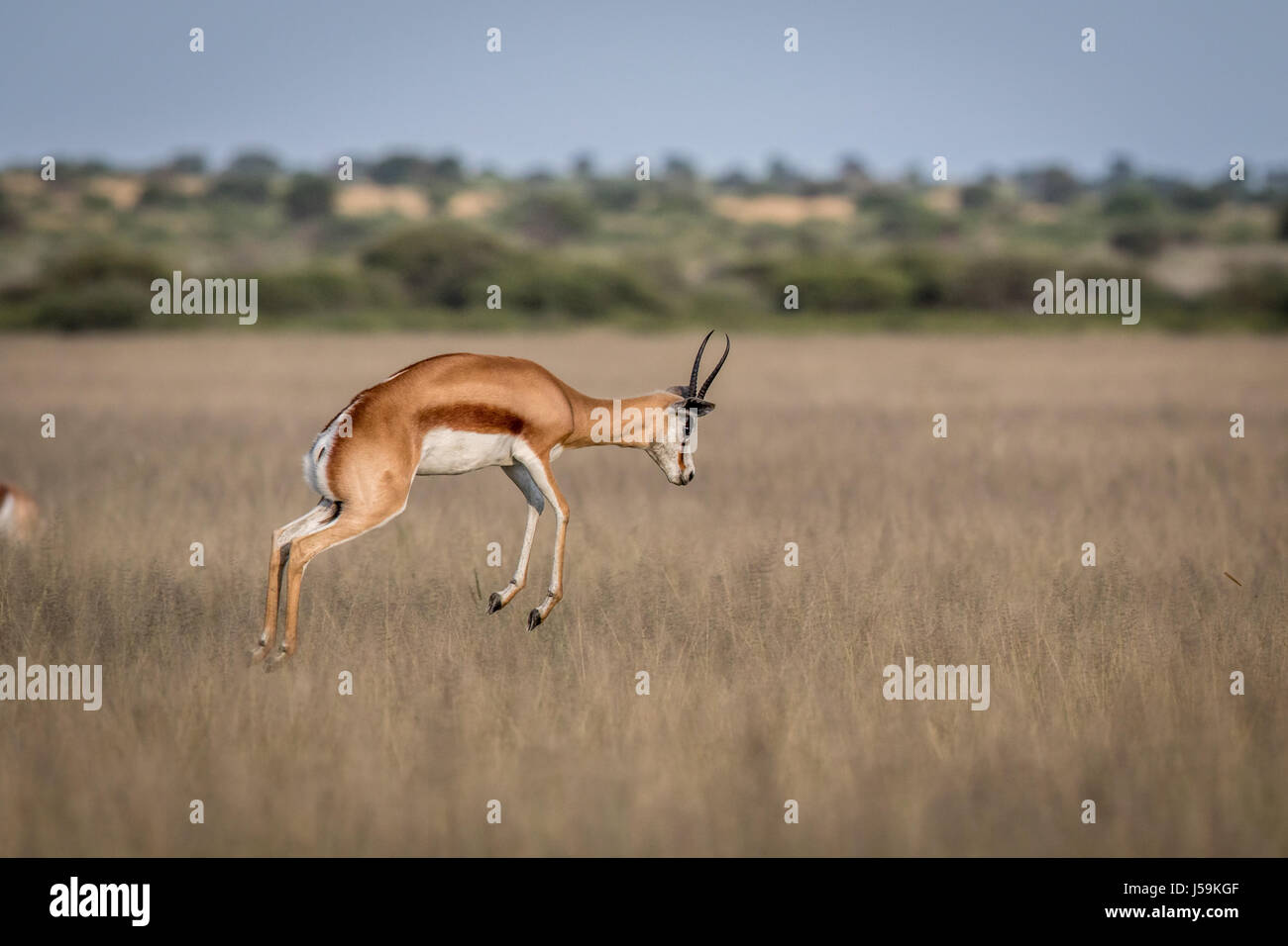 Springbok pronking in the Central Kalahari Game Reserve, Botswana. Stock Photo