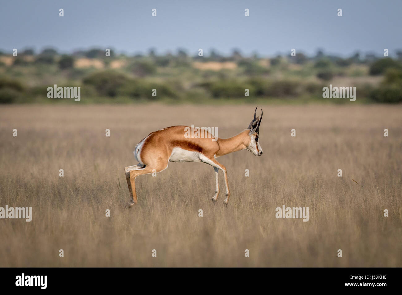 Springbok pronking in the Central Kalahari Game Reserve, Botswana. Stock Photo