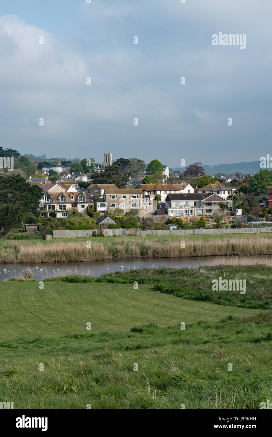The reed beds edging the River Char at Charmouth, Dorset Stock Photo