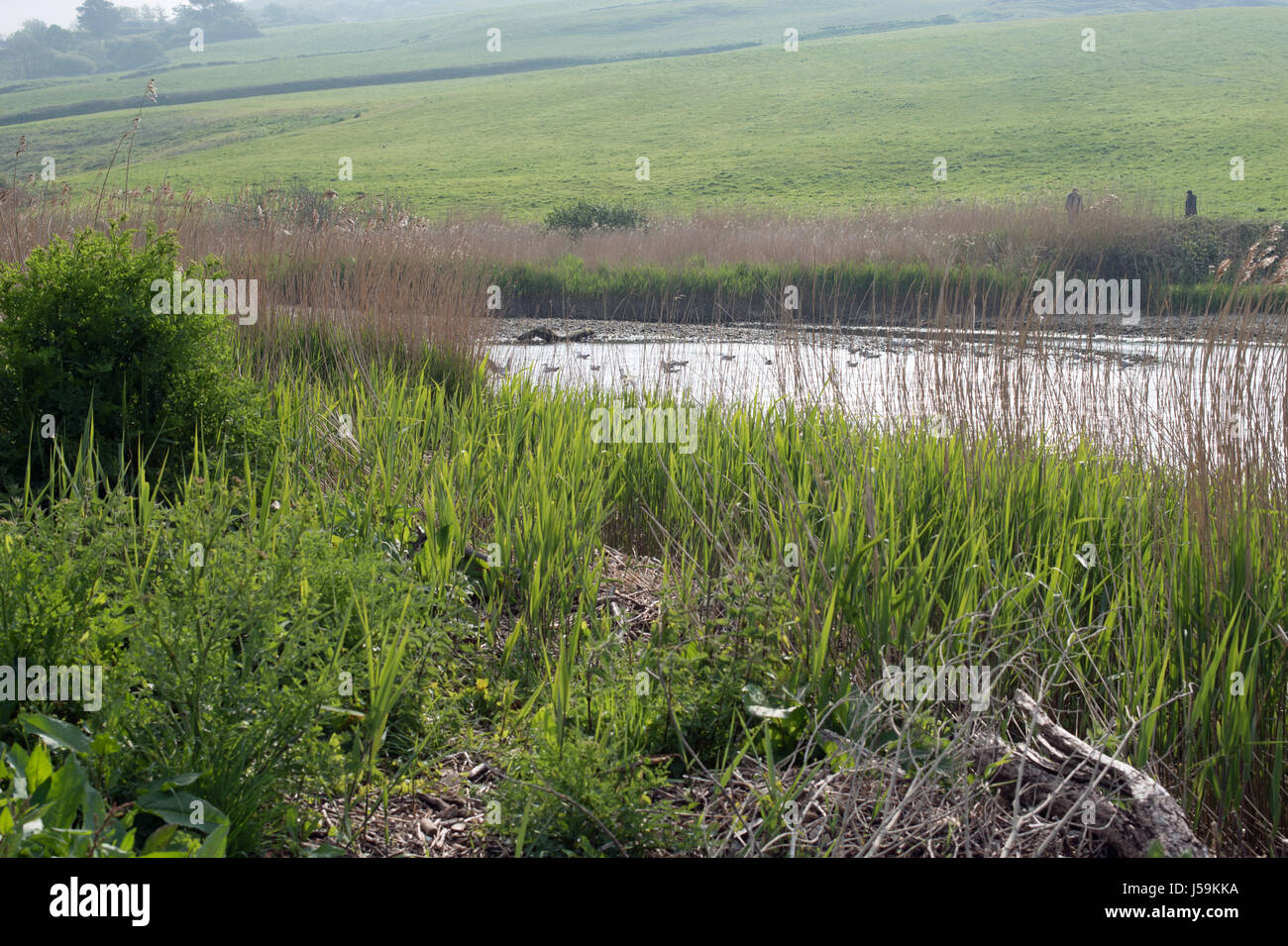 The reed beds edging the River Char at Charmouth, Dorset Stock Photo