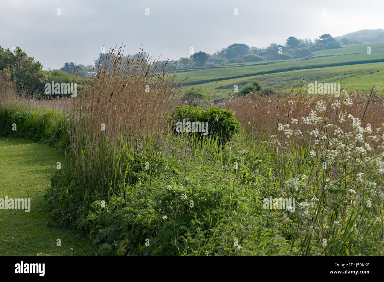 The reed beds edging the River Char at Charmouth, Dorset Stock Photo