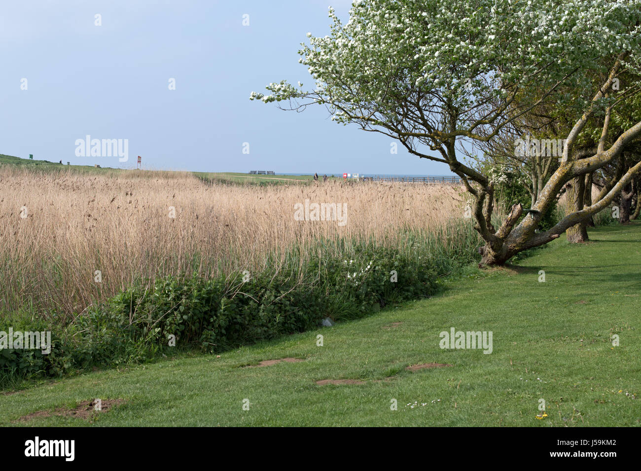The reed beds edging the River Char at Charmouth, Dorset Stock Photo