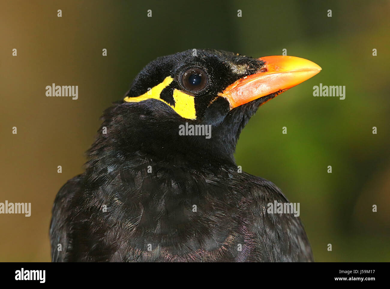 Asian Common Hill Myna (Gracula religiosa). Ranging from India & Nepal to Southeast Asia, Indonesia and the Philippines. Stock Photo