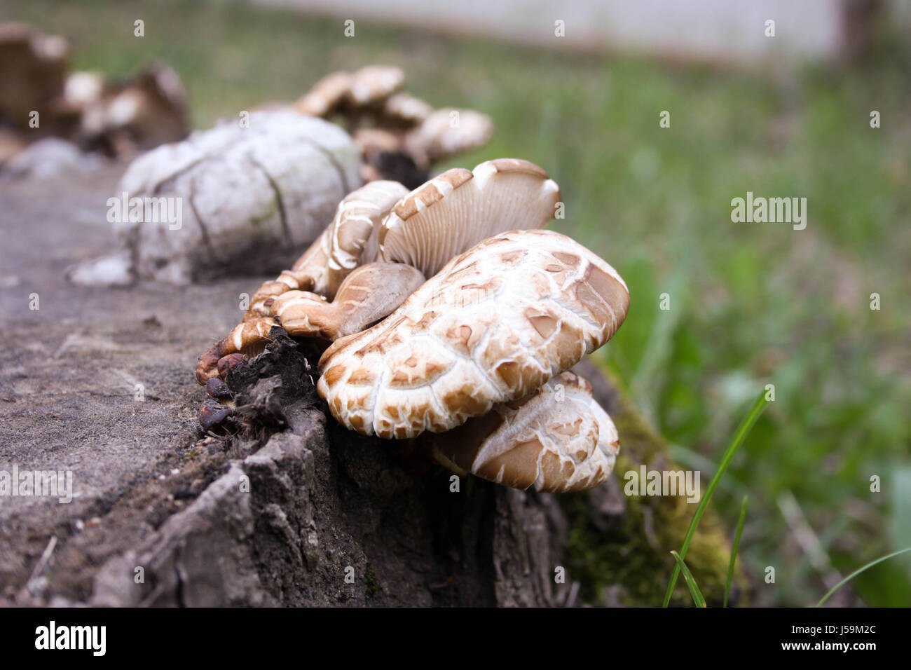 Mushrooms on a stump in the forest after the rain. Photo for your ...