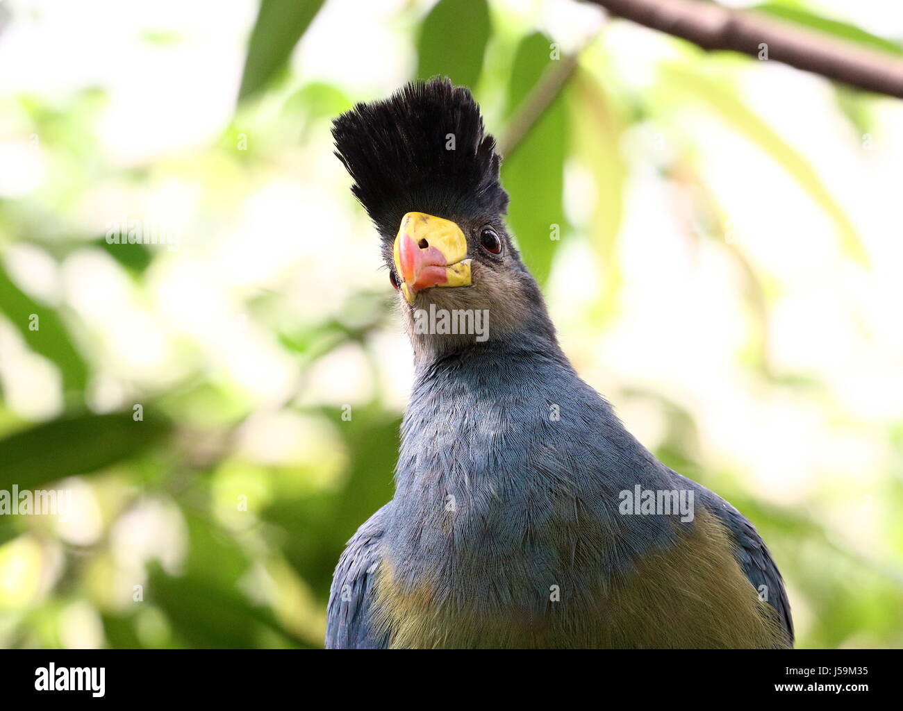Extreme closeup of a tropical African Great blue turaco (Corythaeola cristata) facing the camera.. Stock Photo
