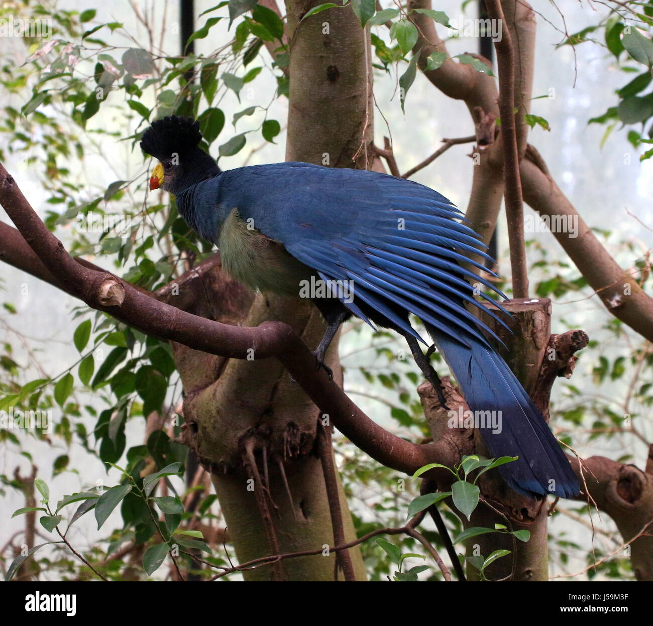 Closeup of a tropical African Great blue turaco (Corythaeola cristata) in a tree flexing his wings. Stock Photo
