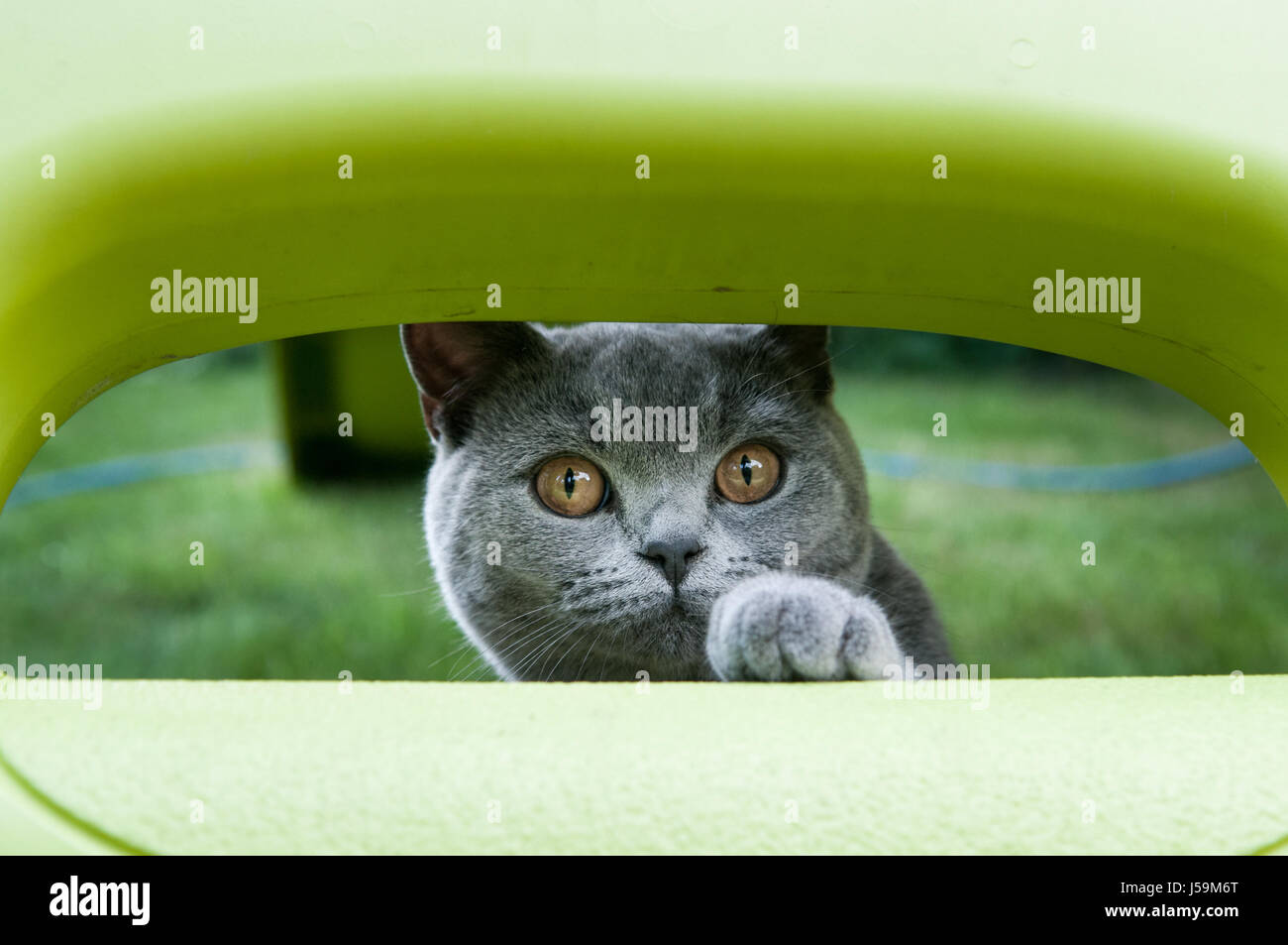 Cat playing outside in the garden Stock Photo Alamy