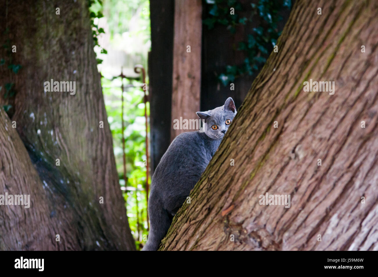 Cat playing outside in the garden Stock Photo - Alamy
