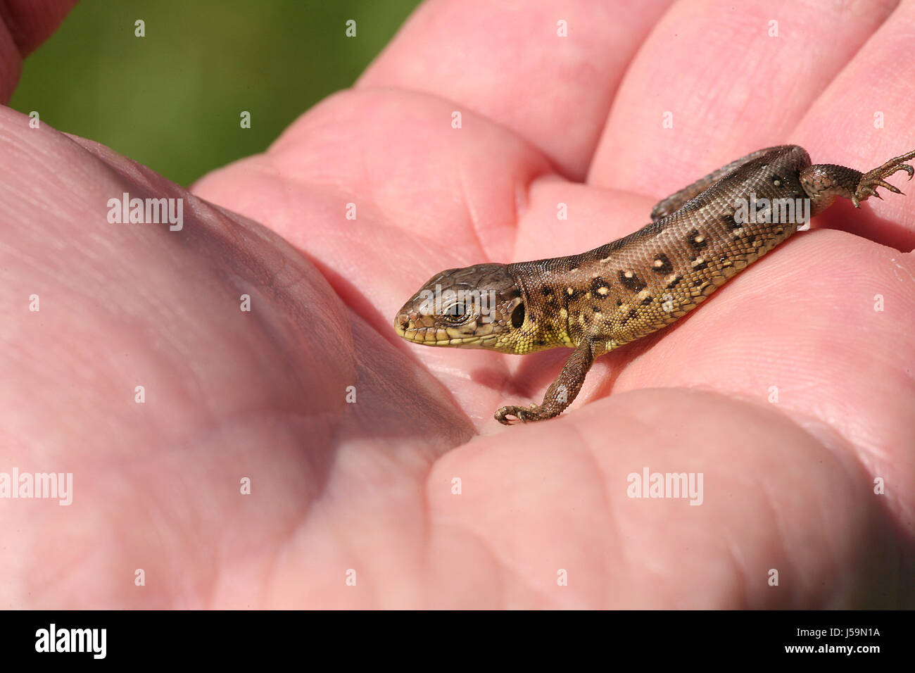 small lizard in hand Stock Photo - Alamy