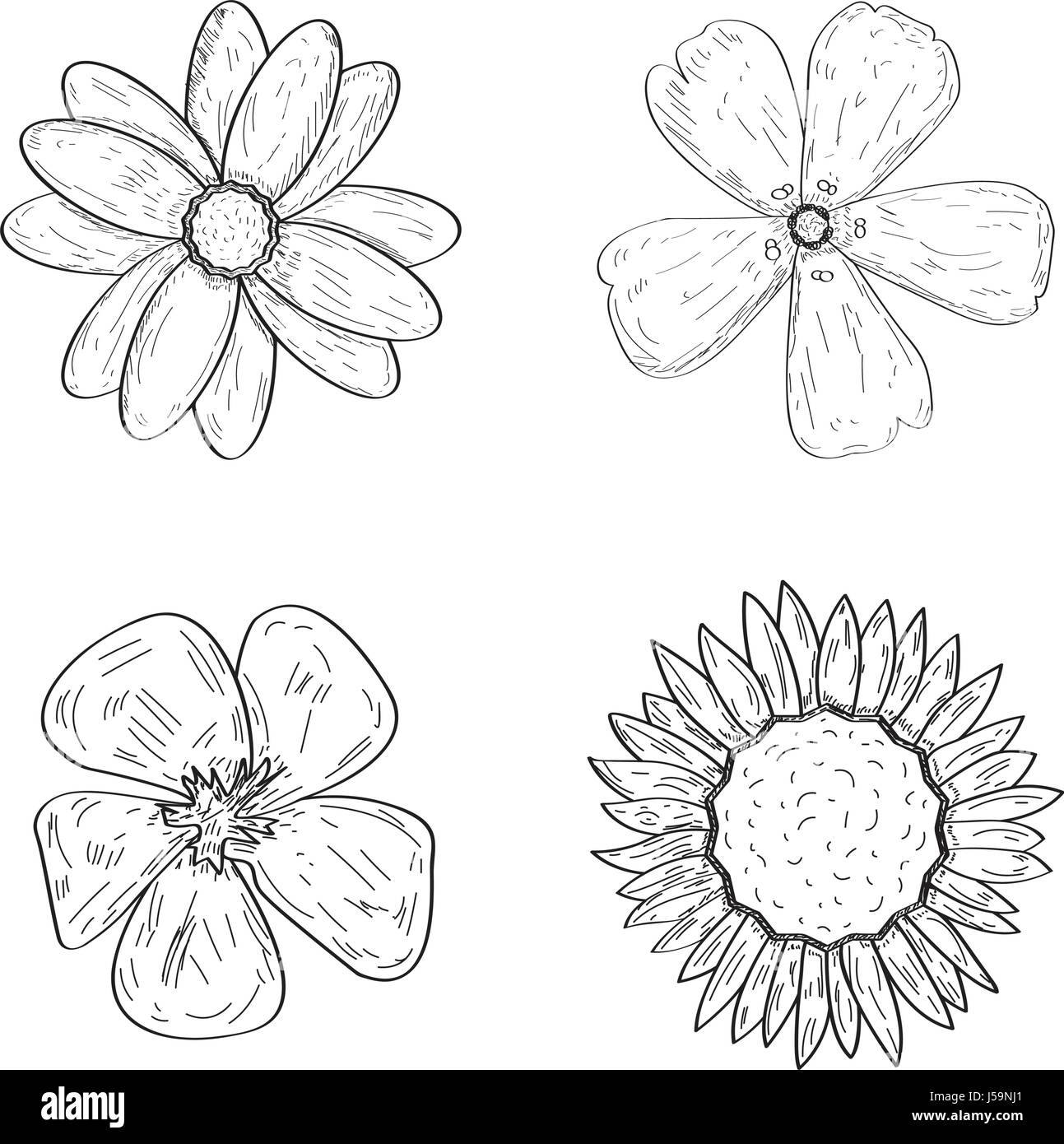 Set of flowers Stock Vector Image & Art - Alamy