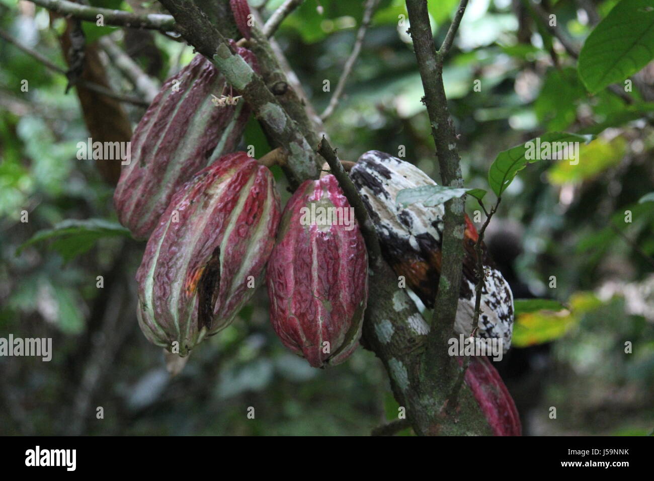 Cocoa Pods in the Amazon Stock Photo