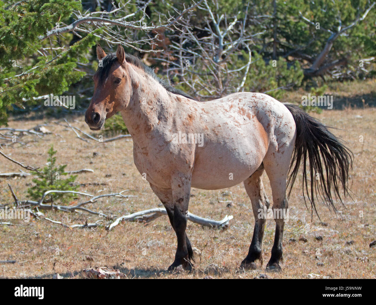 Red Roan Stallion wild horse in the Pryor Mountain Wild Horse Range in