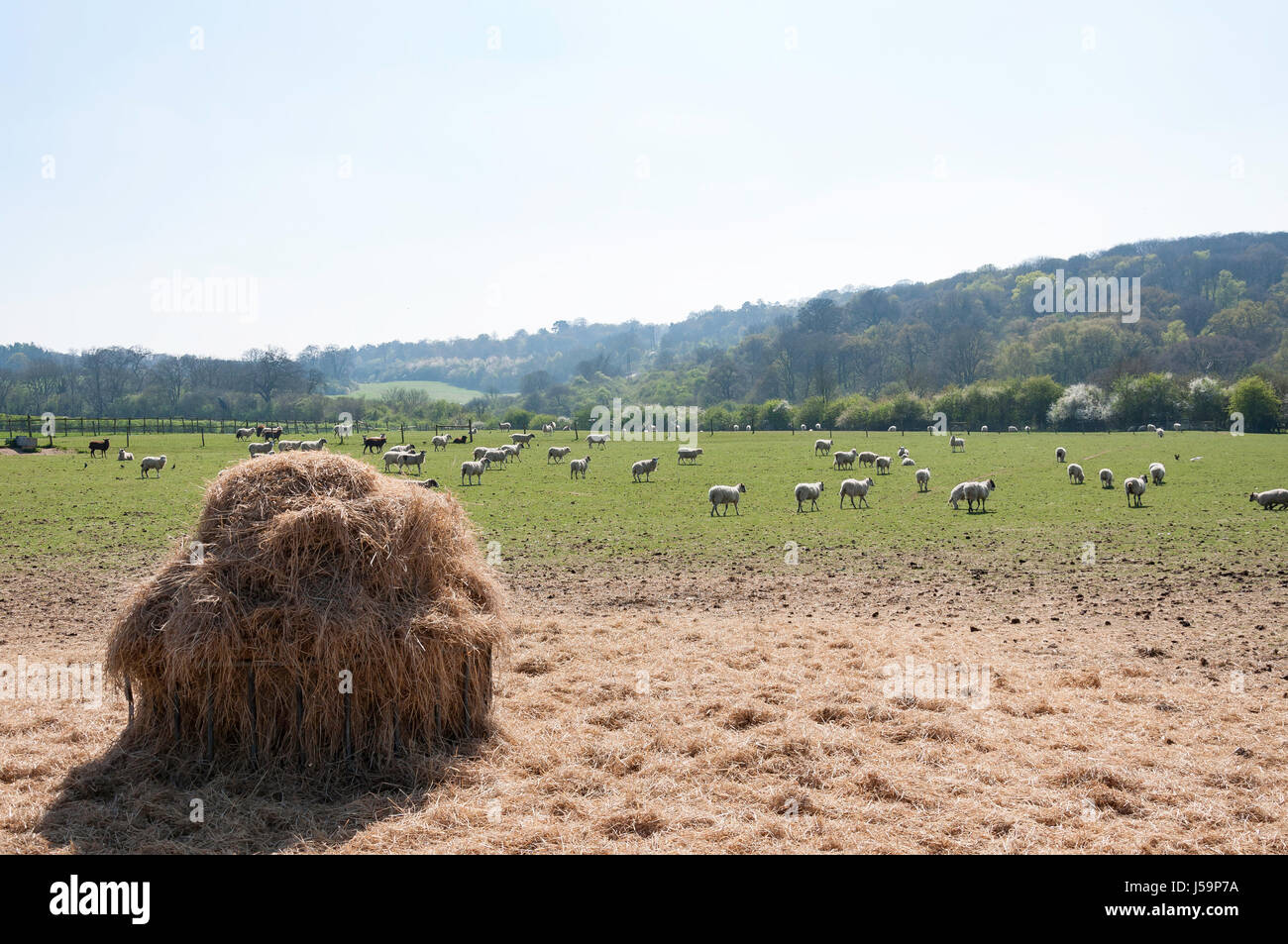 Field of sheep near Walton-on-the-Hill, Surrey, England, United Kingdom Stock Photo
