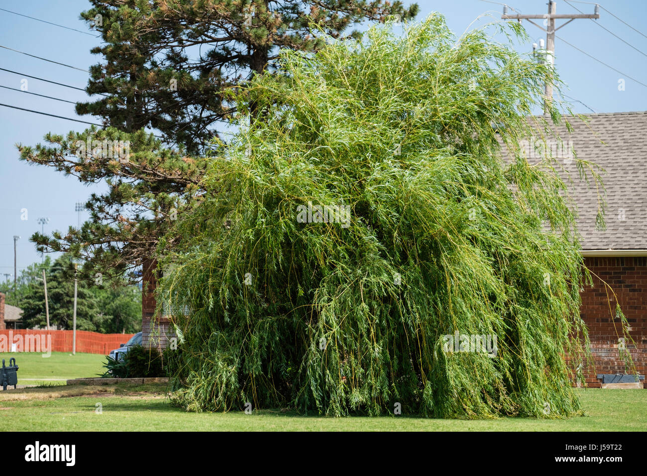 A Weeping Willow tree located in Piedmont, Oklahoma, USA. Stock Photo