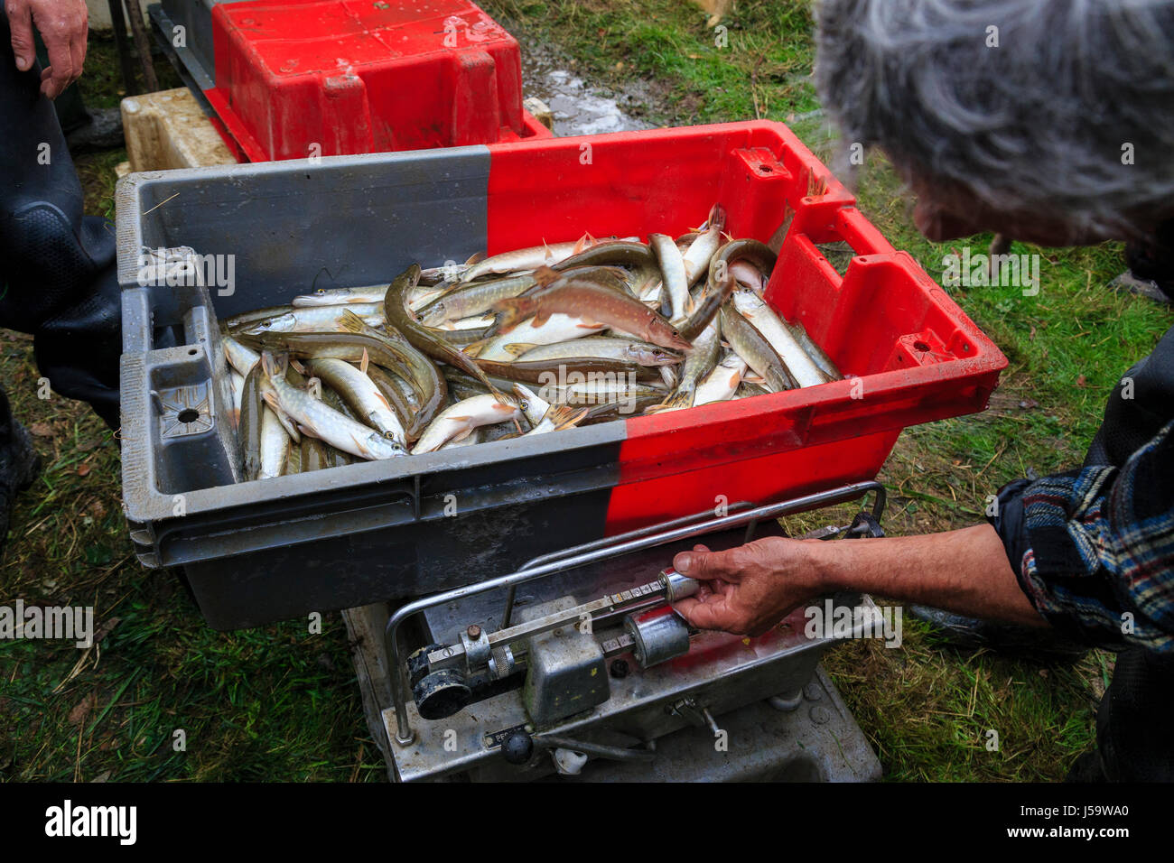France, Indre, Regional Natural Reserve of Brenne, Rosnay,  Foucault fishing pond Stock Photo