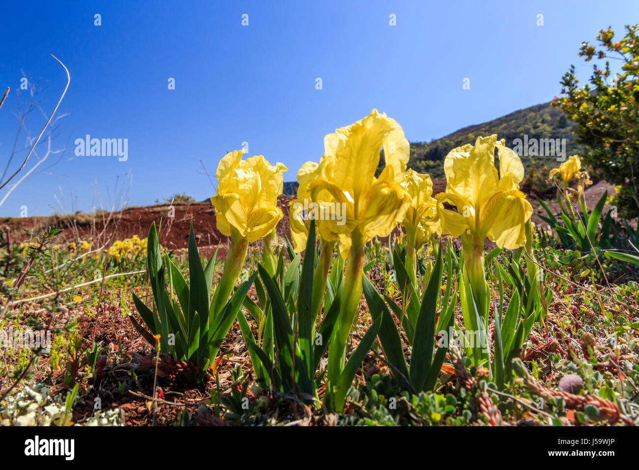 France, Herault, Liausson, Salagou lake, Crimean iris (Iris lutescens) Stock Photo