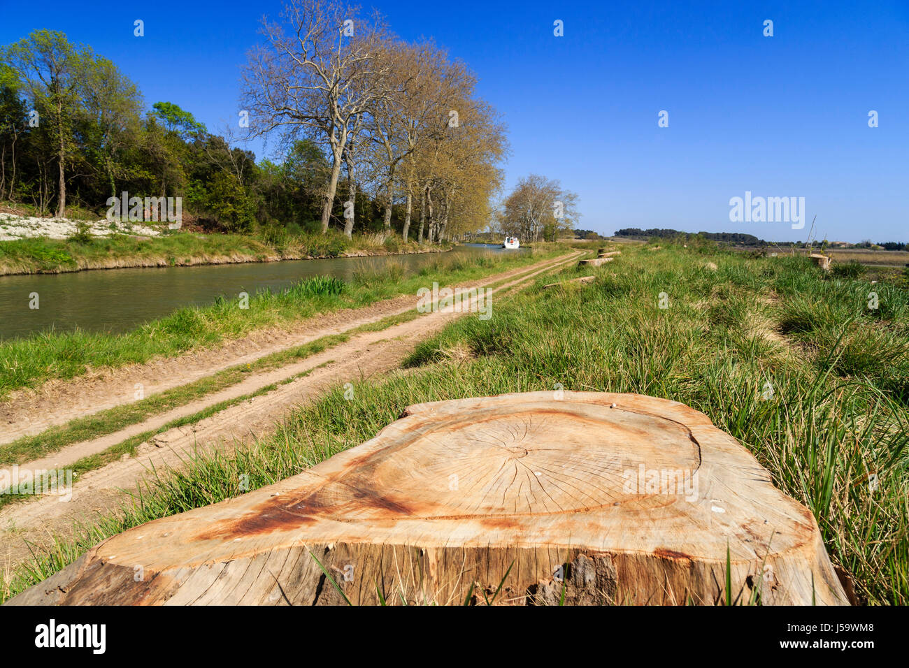 France, Aude, Ouveillan, remains of plane trees affected by canker stain (Ceratocystis platani) along canal du Midi Stock Photo
