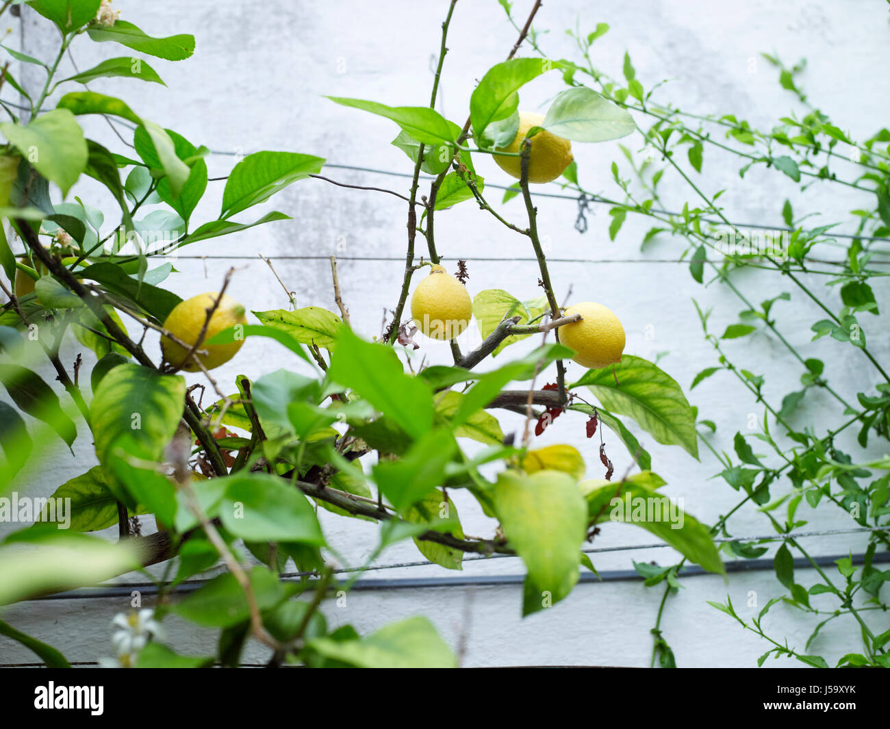 Fruits basket lemon threesome consider Like topic fruits basket lemon threesome