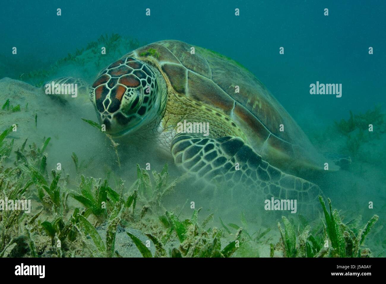 Chelonia mydas, Suppenschildkröte, Grüne Meeresschildkröte, green sea turtle, Seegras, seagras, Rotes Meer, Ägypten, red sea, egypt Stock Photo