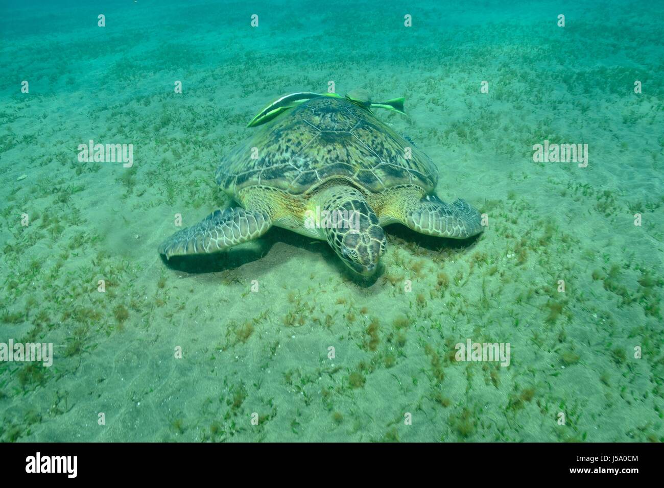 Chelonia mydas, Suppenschildkröte, Grüne Meeresschildkröte, green sea turtle, Seegras, seagras, Rotes Meer, Ägypten, red sea, egypt Stock Photo
