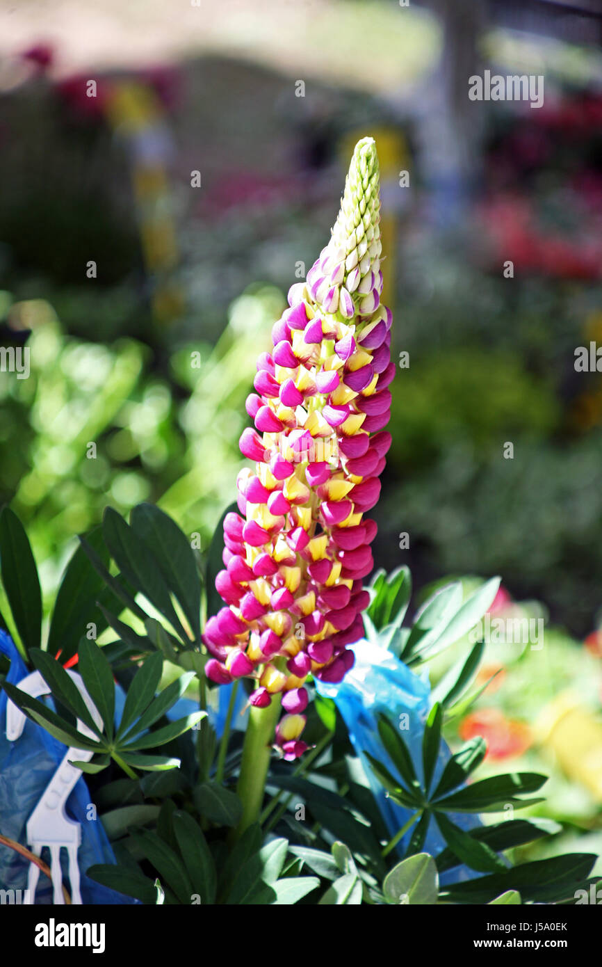 Flowers,plants,gardening and arrangements,spring to summer,Croatia,34 Stock Photo