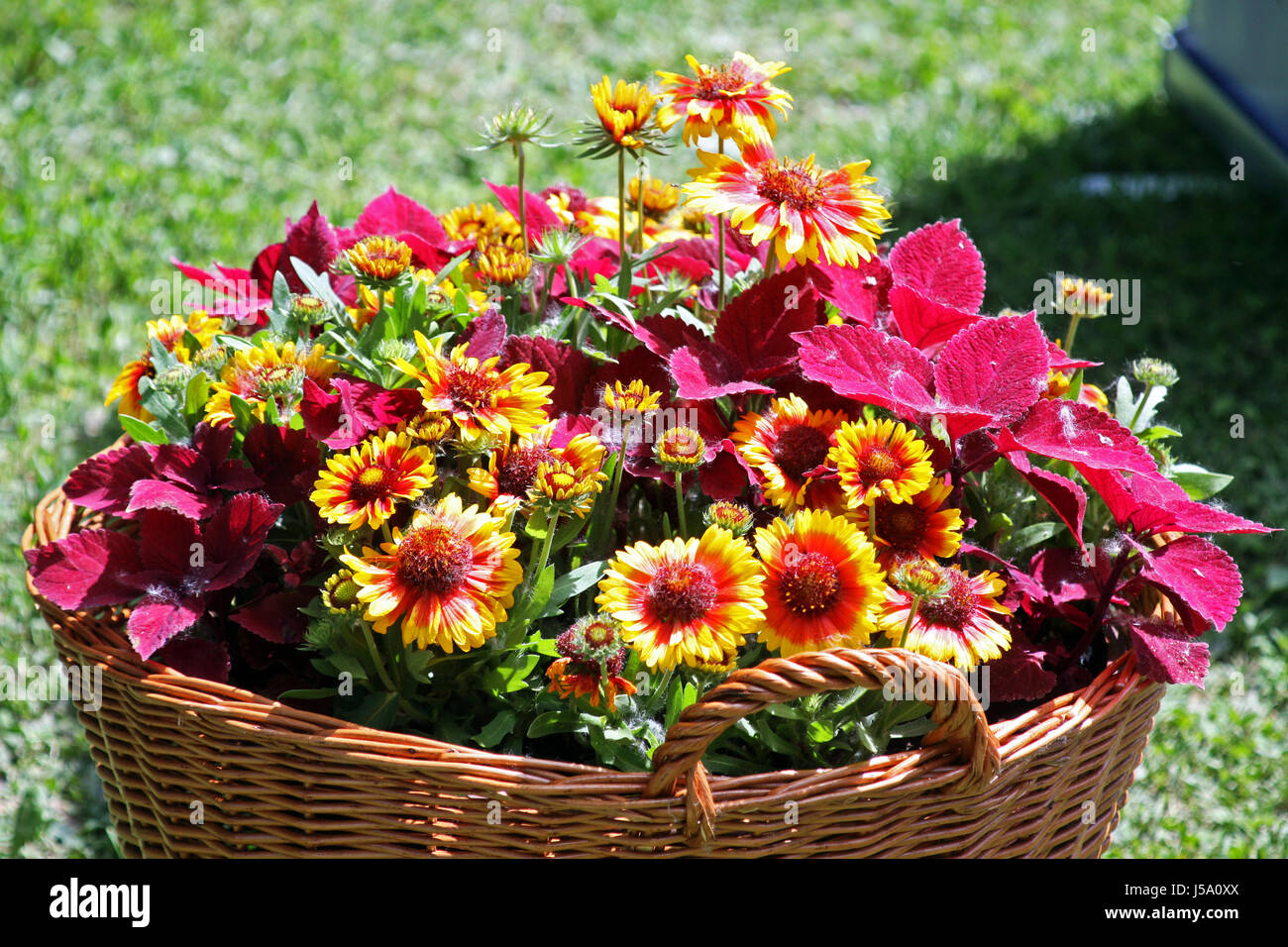 Flowers,plants,gardening and arrangements,spring to summer,Croatia,45 Stock Photo