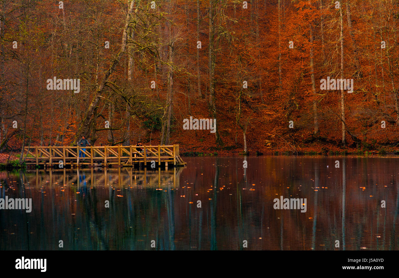 Forest and Lake in Autumn Stock Photo