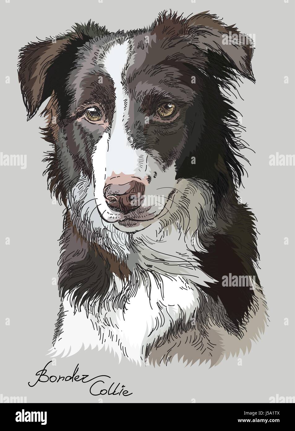 Border collie vector hand drawing illustration in different color on grey background Stock Vector