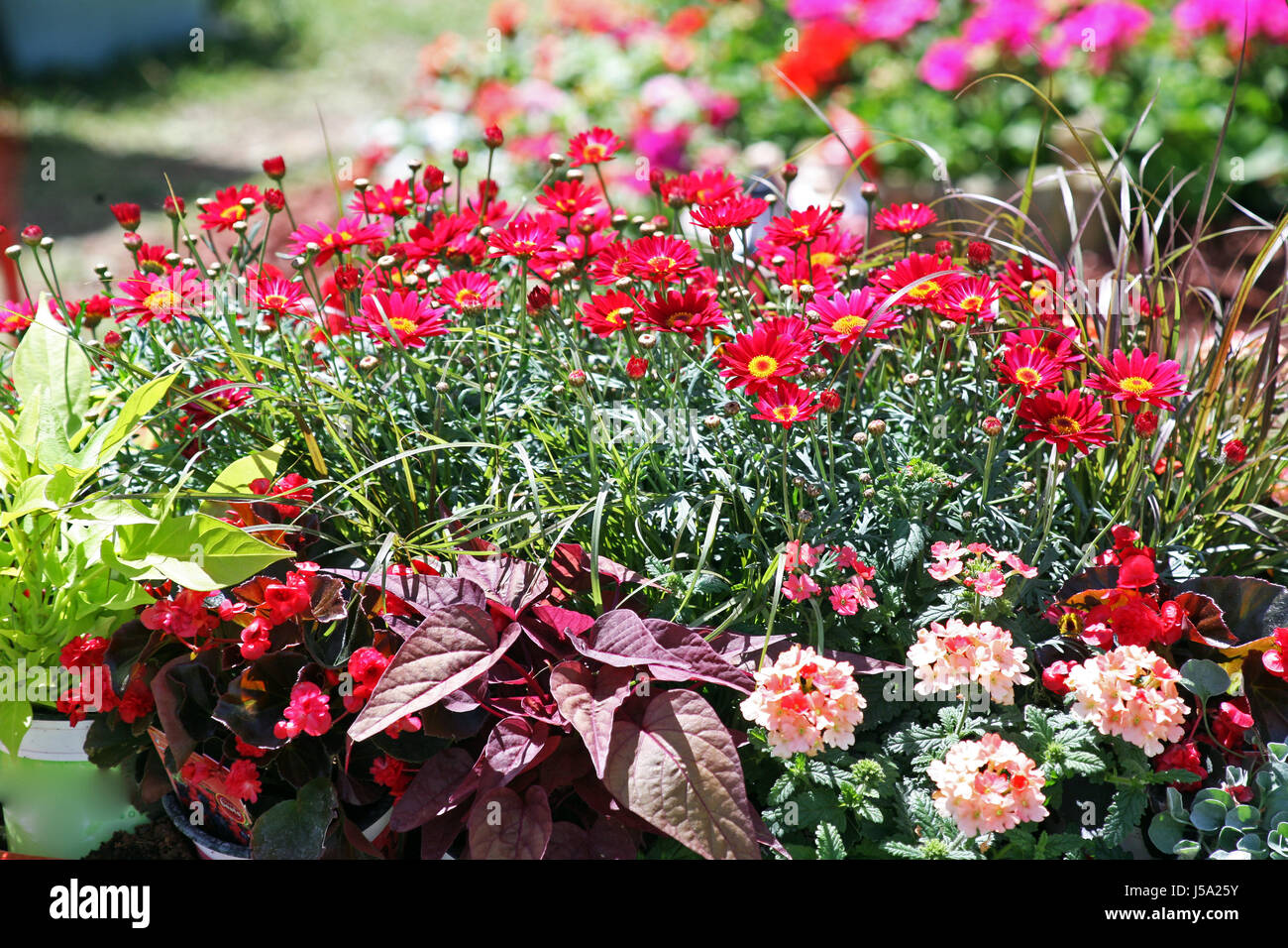 Flowers,plants,gardening and arrangements,spring to summer,Croatia,51 Stock Photo