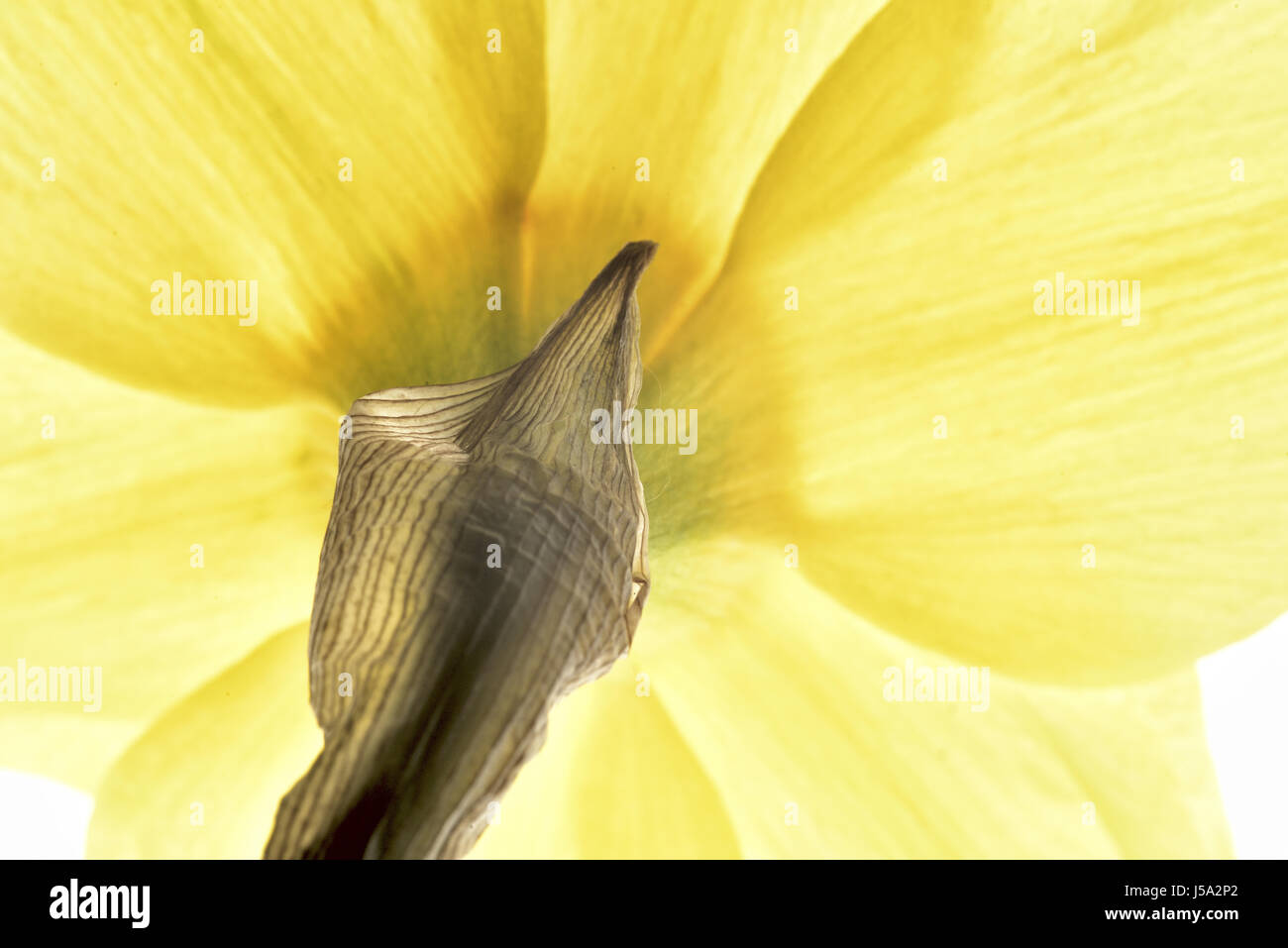Macro photograph of a flower Stock Photo