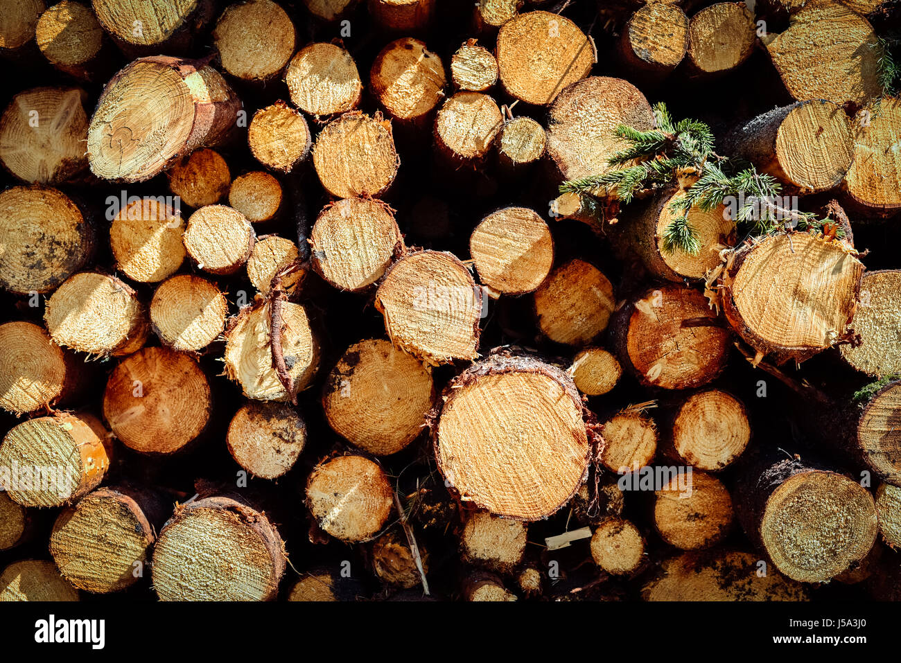 Piled cut tree trunks  on a sunny day, close-up background Stock Photo