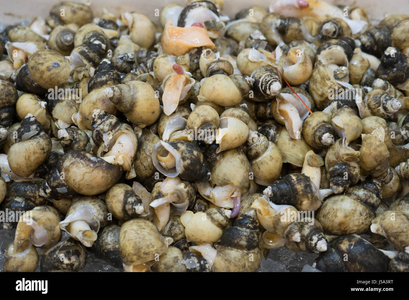 fresh seafood Stock Photo