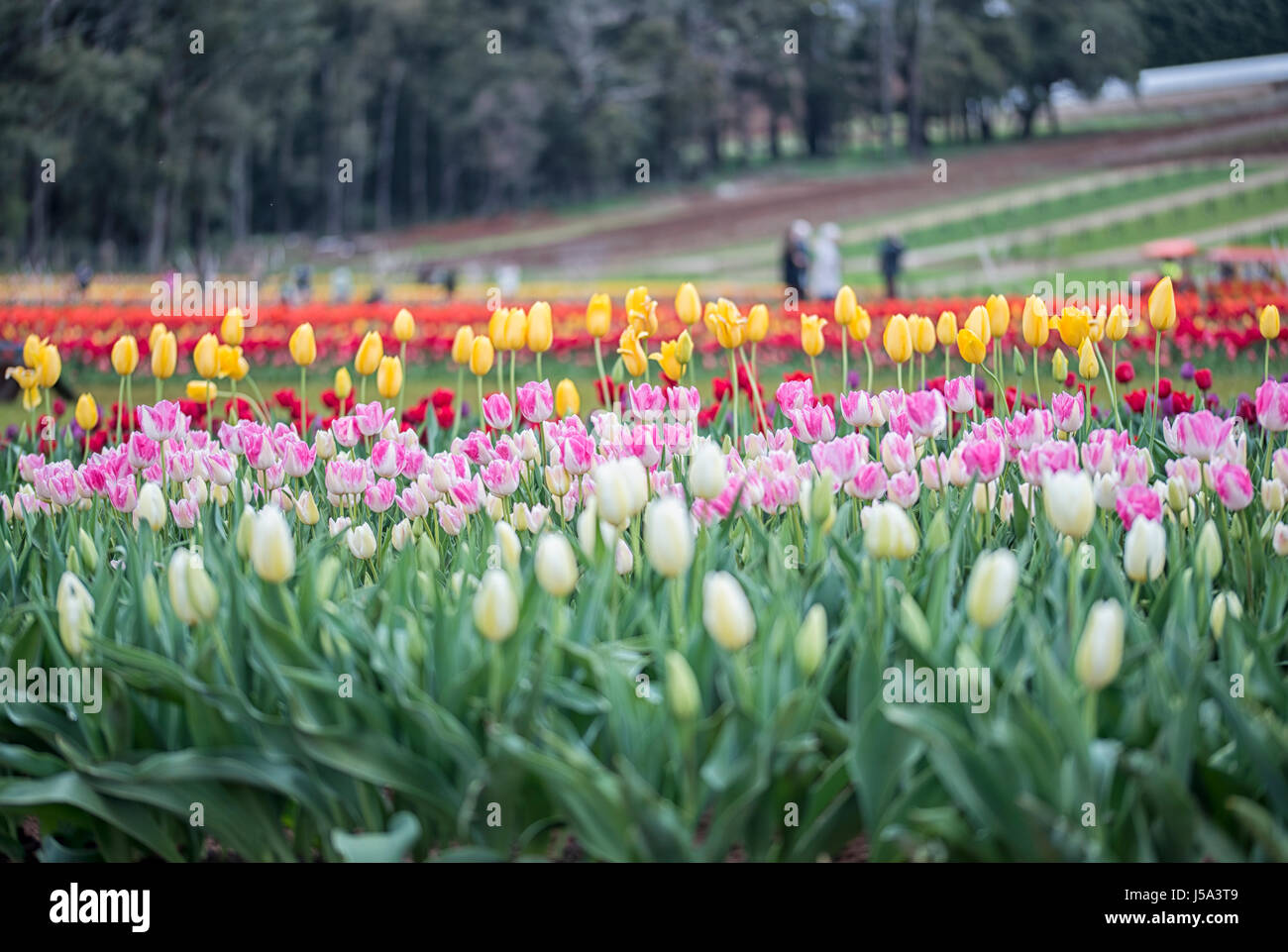 A bed of bright pink and white tulips blooming between bright green leaves with yellow colored tulips behind and bright red tulips in the background Stock Photo