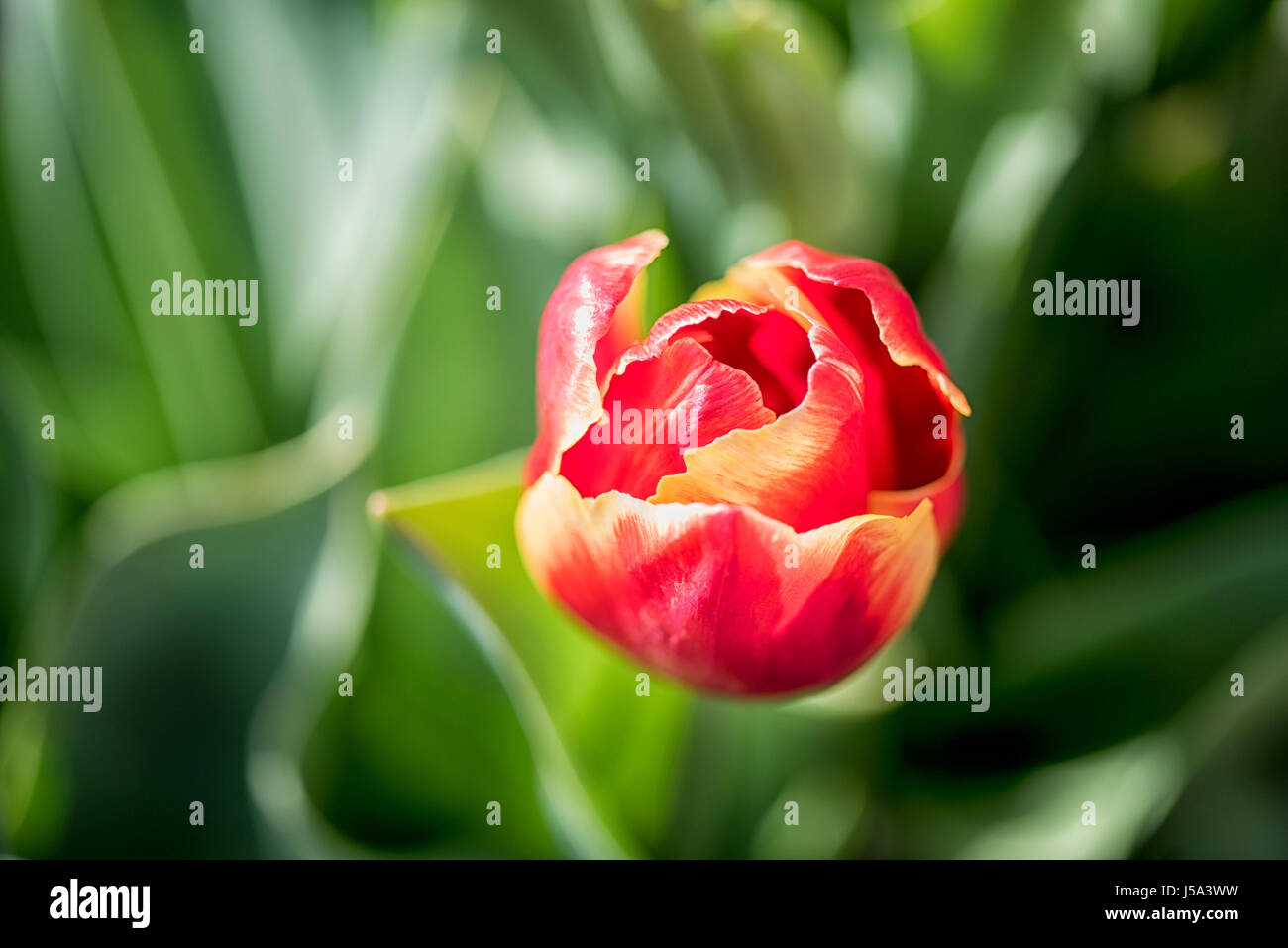 Close-up of a yellow and red tulip flower with blurred out green ...