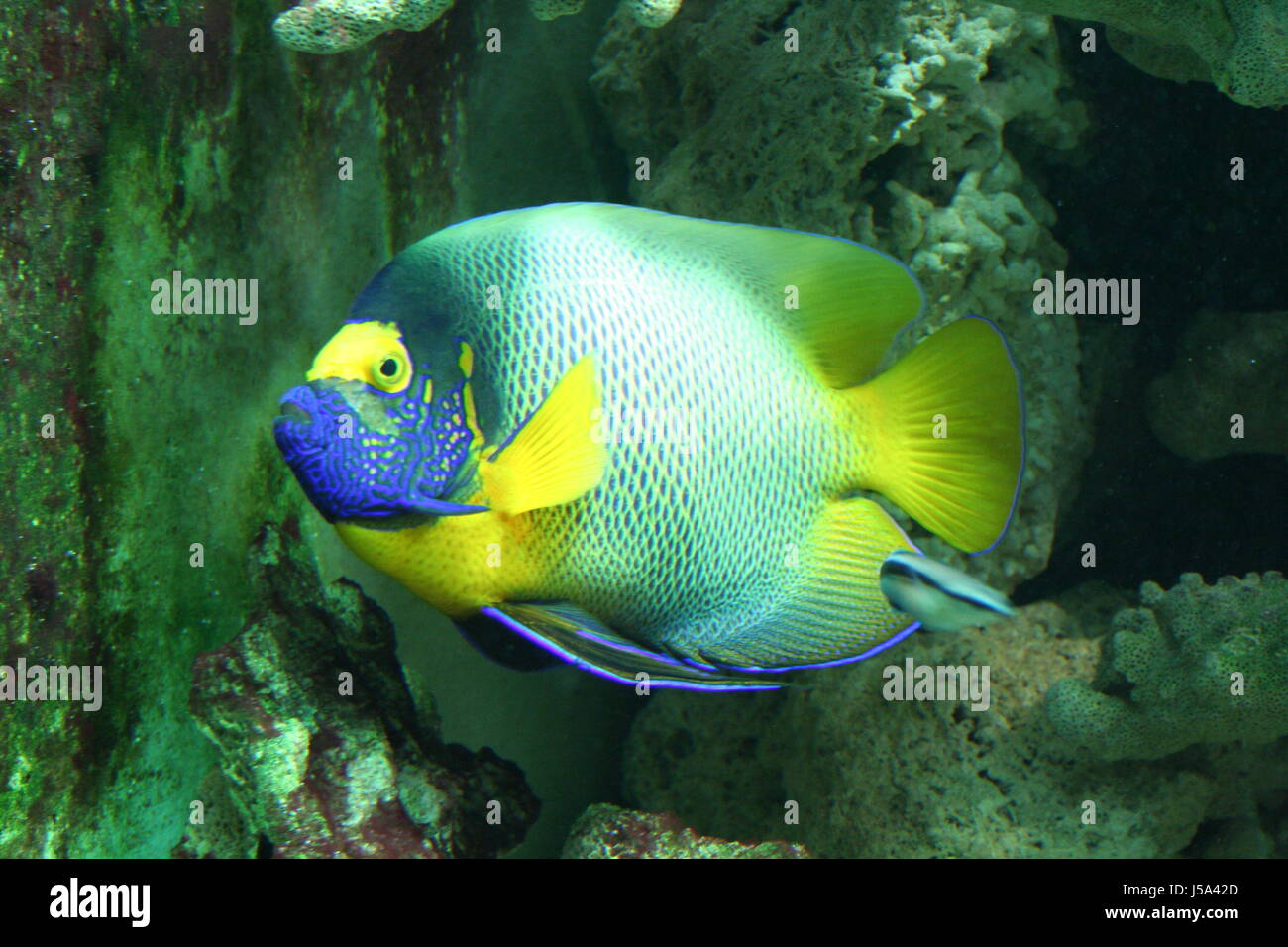 blue coloured colourful multifarious richly coloured fish salt