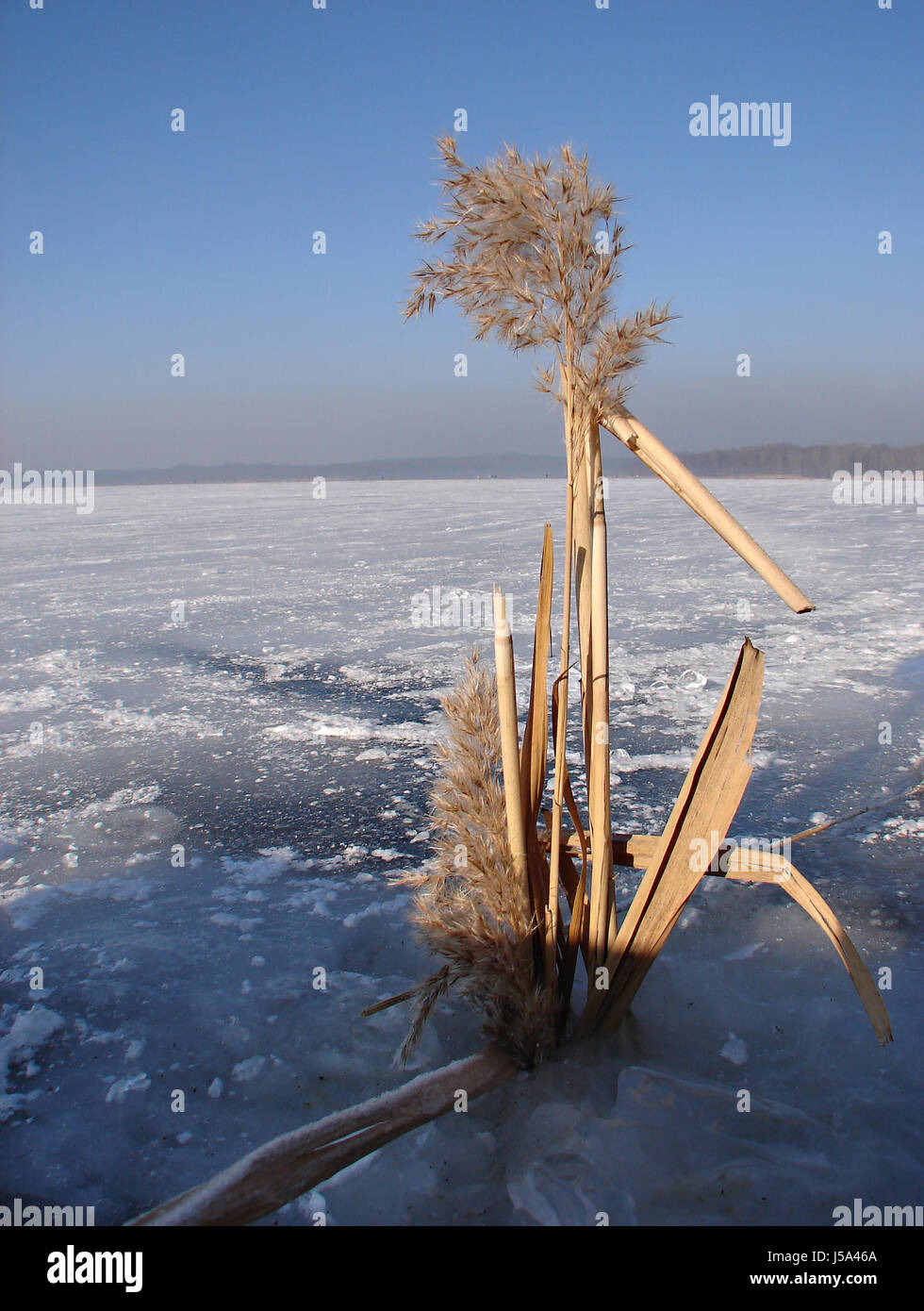 waters winter cold reed ice fresh water lake inland water water snow ...