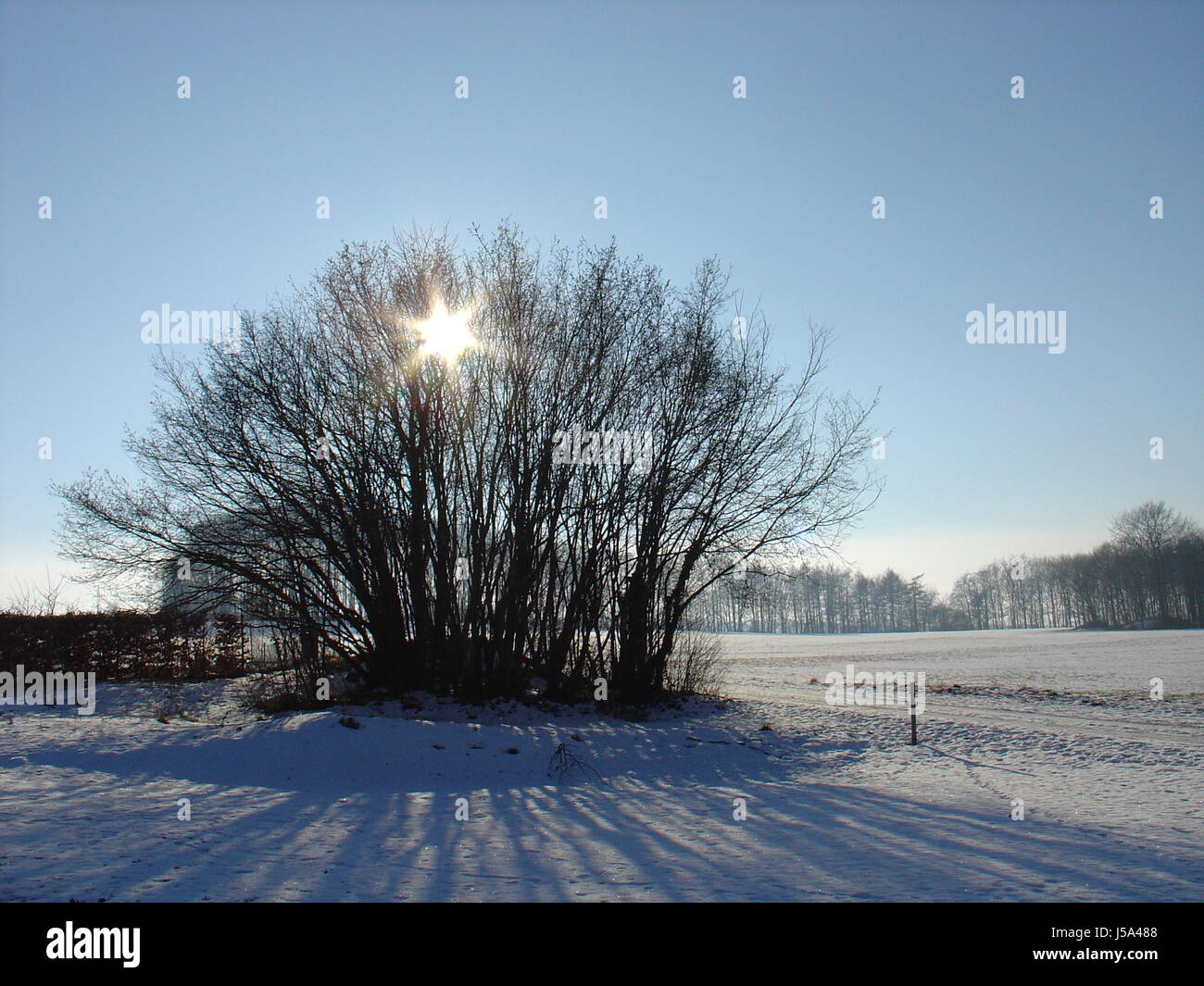 blue shine shines bright lucent light serene luminous tree trees winter clump Stock Photo