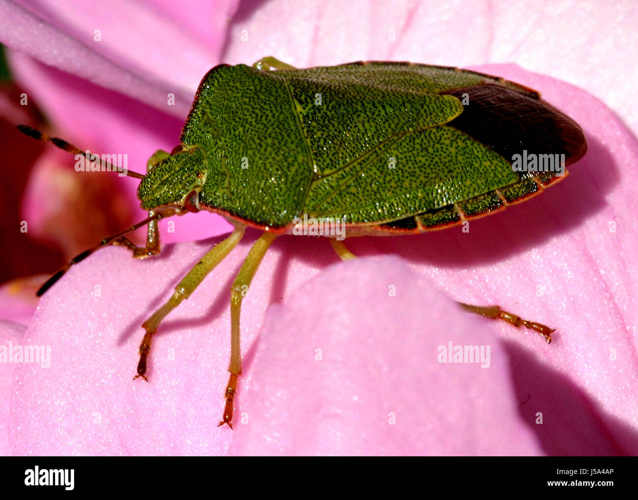 little sweet bug Stock Photo - Alamy