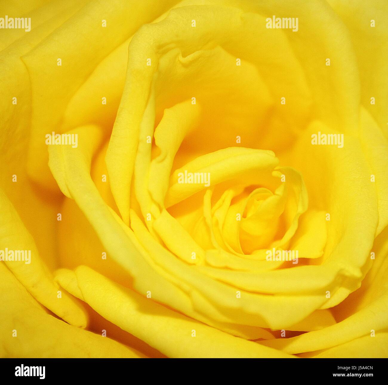 yellow roses bloom Stock Photo Alamy