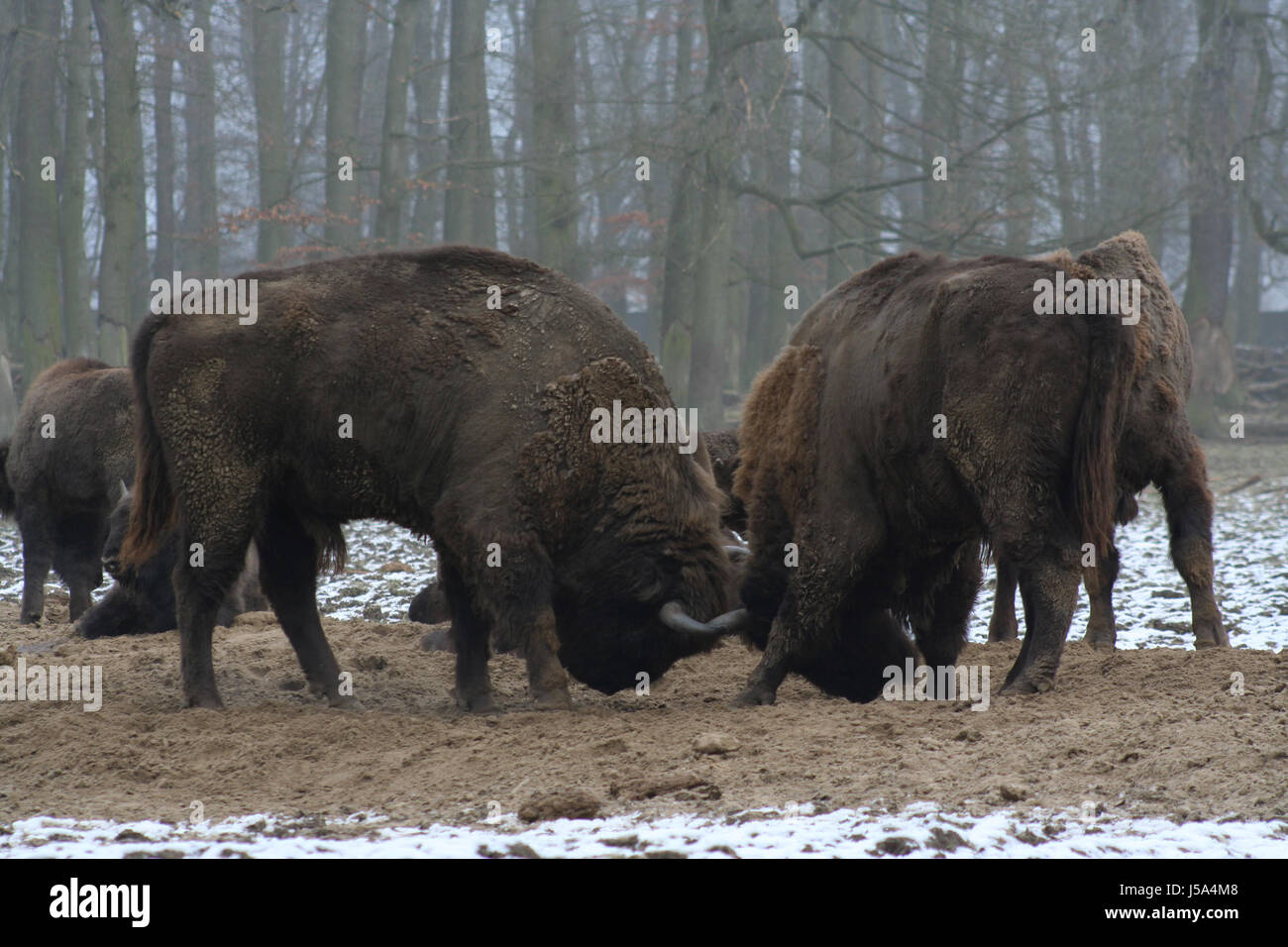 fight fighting winter brown brownish brunette conservation of nature fog skin Stock Photo