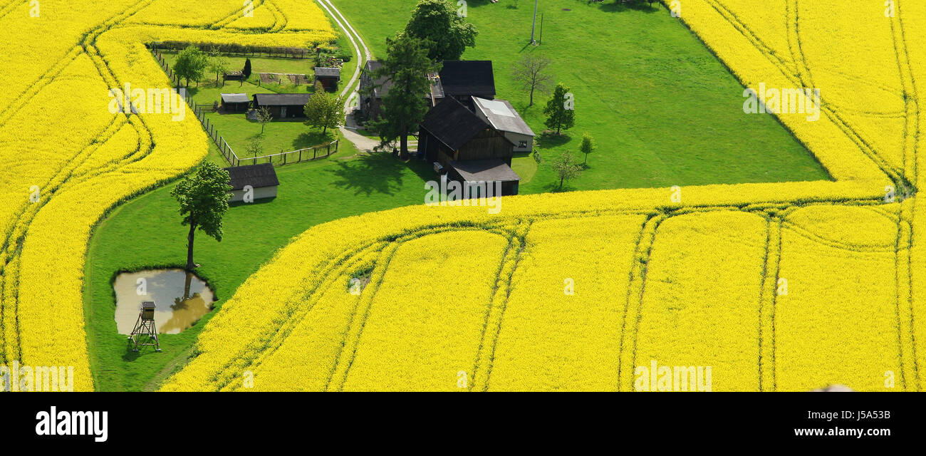 green coleseed spring fields oasis scenery countryside nature yellow Stock Photo