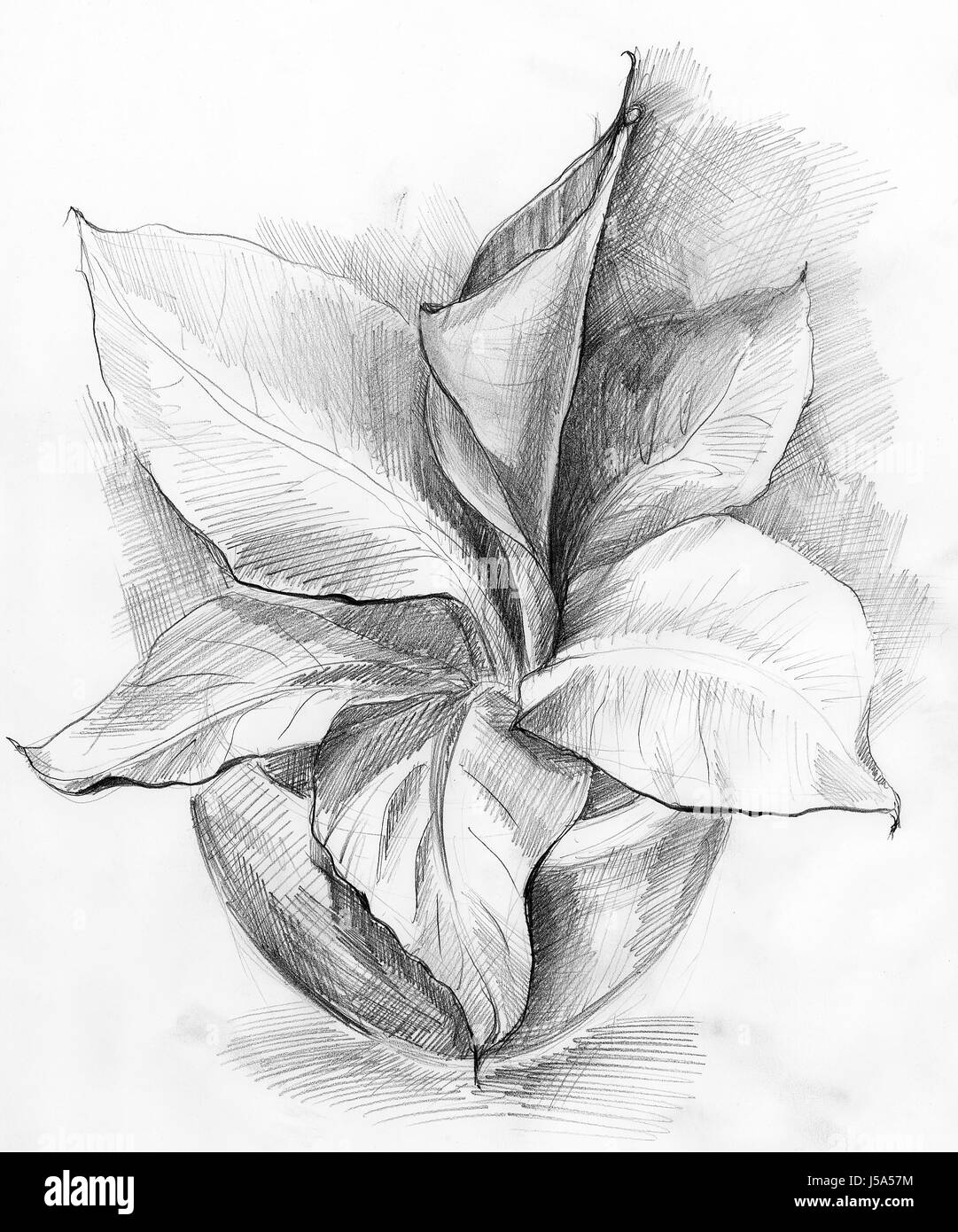 banana tree flower drawing