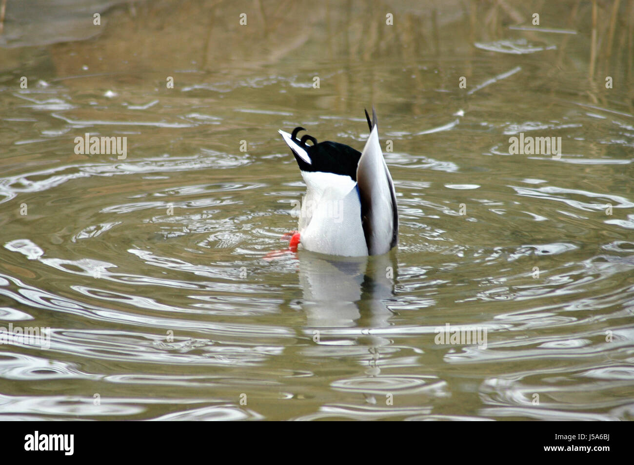 fodder winter bird birds ice ducks dive dyer staint pigment salt water ...