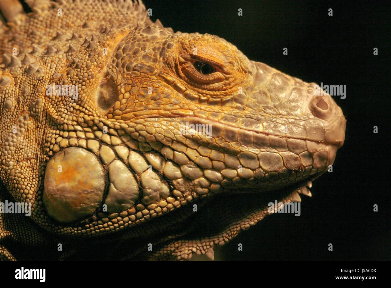 saurian,hovel,iguana,reptiles,archaic,leguanportrt,hautstrukturen,echsen Stock Photo