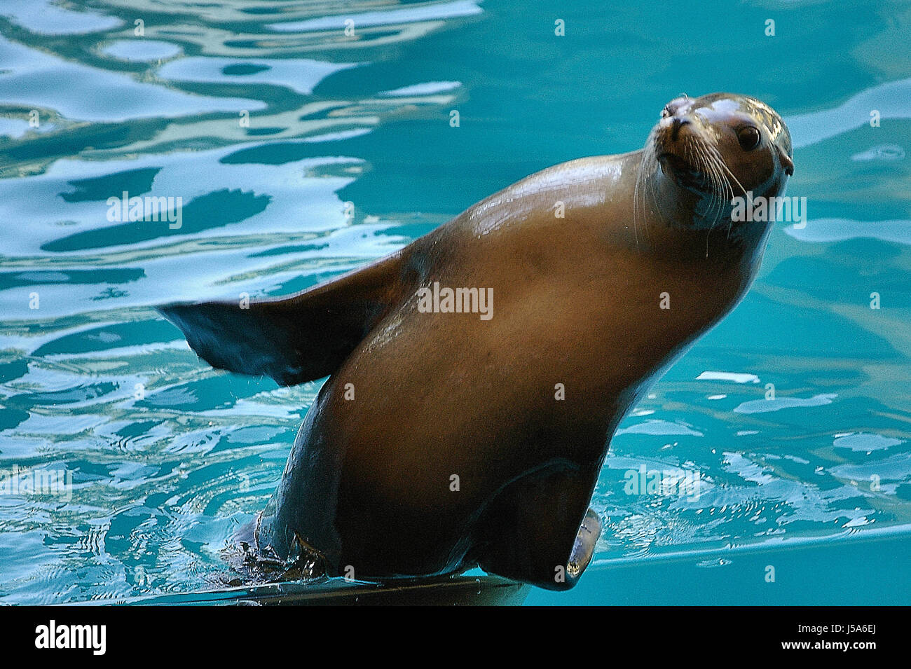 seal sea lion acrobat hhere sugetiere eutheria raubtiere carnivora hundeartige Stock Photo